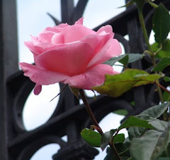 Una rosa para Laura, mi niña poeta