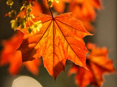 Calor de otoño