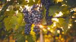 Blue grapes on the vine at sunset.