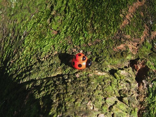 Ladybug, ladybug