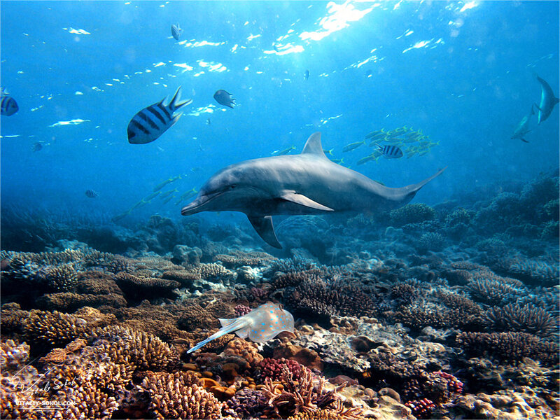 funny dolphin posing above coral reef in front of beautiful underwater background