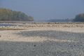 Der Rhein bei Niedrigerwasser im Oktober 2018 (Pegel Maxau 313 cm)