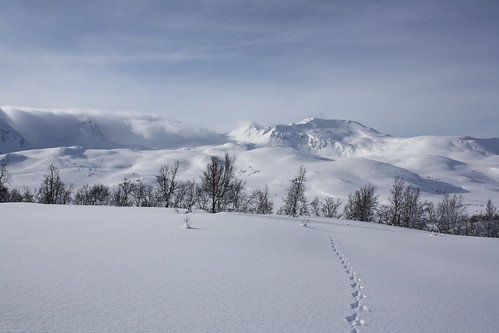 Påskestemning på Melåheia i Kvæfjord. Foto; Arild Bondestad. | by Statskog SF