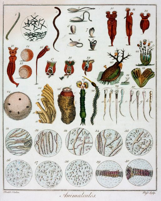 A 1795 illustration of van Leeuwenhoek's animalcules by an unknown artist