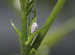 Cochonilha-rosada, Maconellicoccus hirsutus