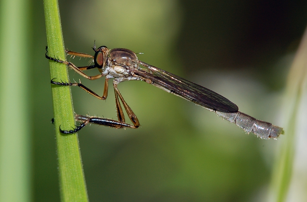 Lang gressrovflue Leptogaster cylindrica (hunn), en slank art