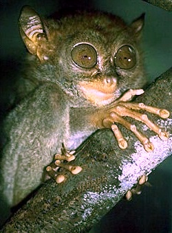 Fülöp-szigeti koboldmaki (Tarsius syrichta)