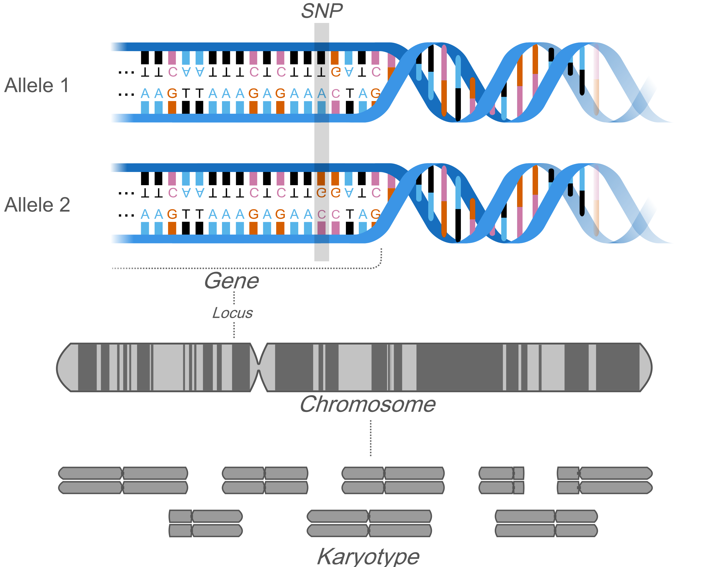 AllelemodWlocus&karyotype_eng