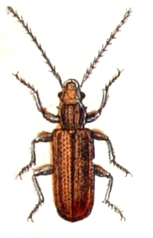 Dendrophagus crenatus