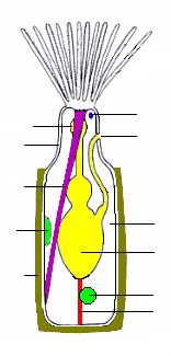 Un autozooide generico[4]