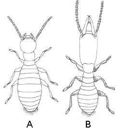 Reticulitermes lucifugus