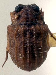 Lepicerus inaequalis