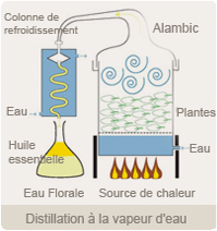 Distillation à la vapeur d'eau