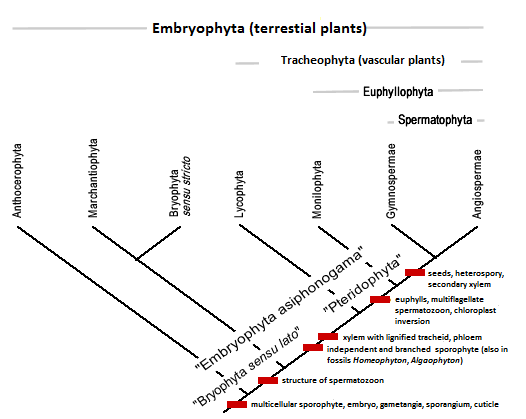 Filogenetsko stablo grupa Embryophyta, prema Engleru