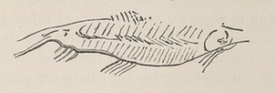 Poisson gravé sur mandibule de renne.