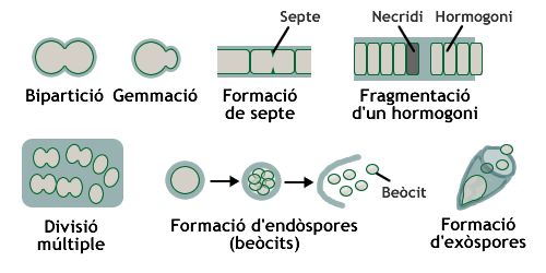 Formes de reproducció dels cianobacteris