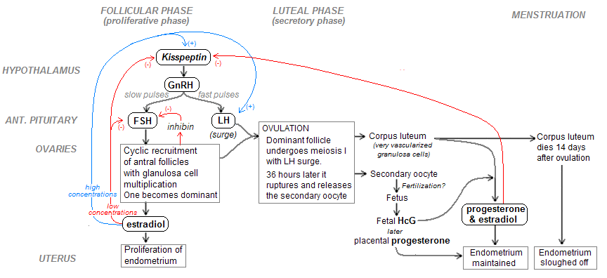 Regulación hormonal do ciclo menstrual.