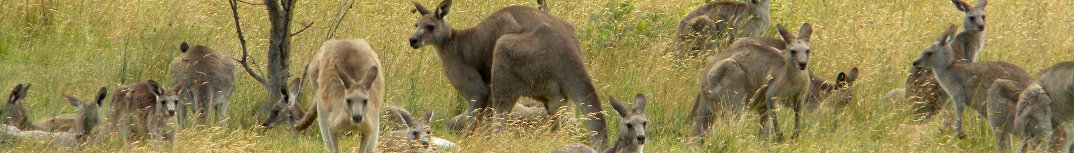 Eastern Grey Kangaroos