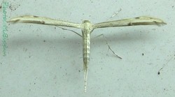 Oidaematophorus