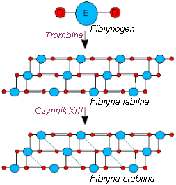 Przemiana fibrynogenu w fibrynę