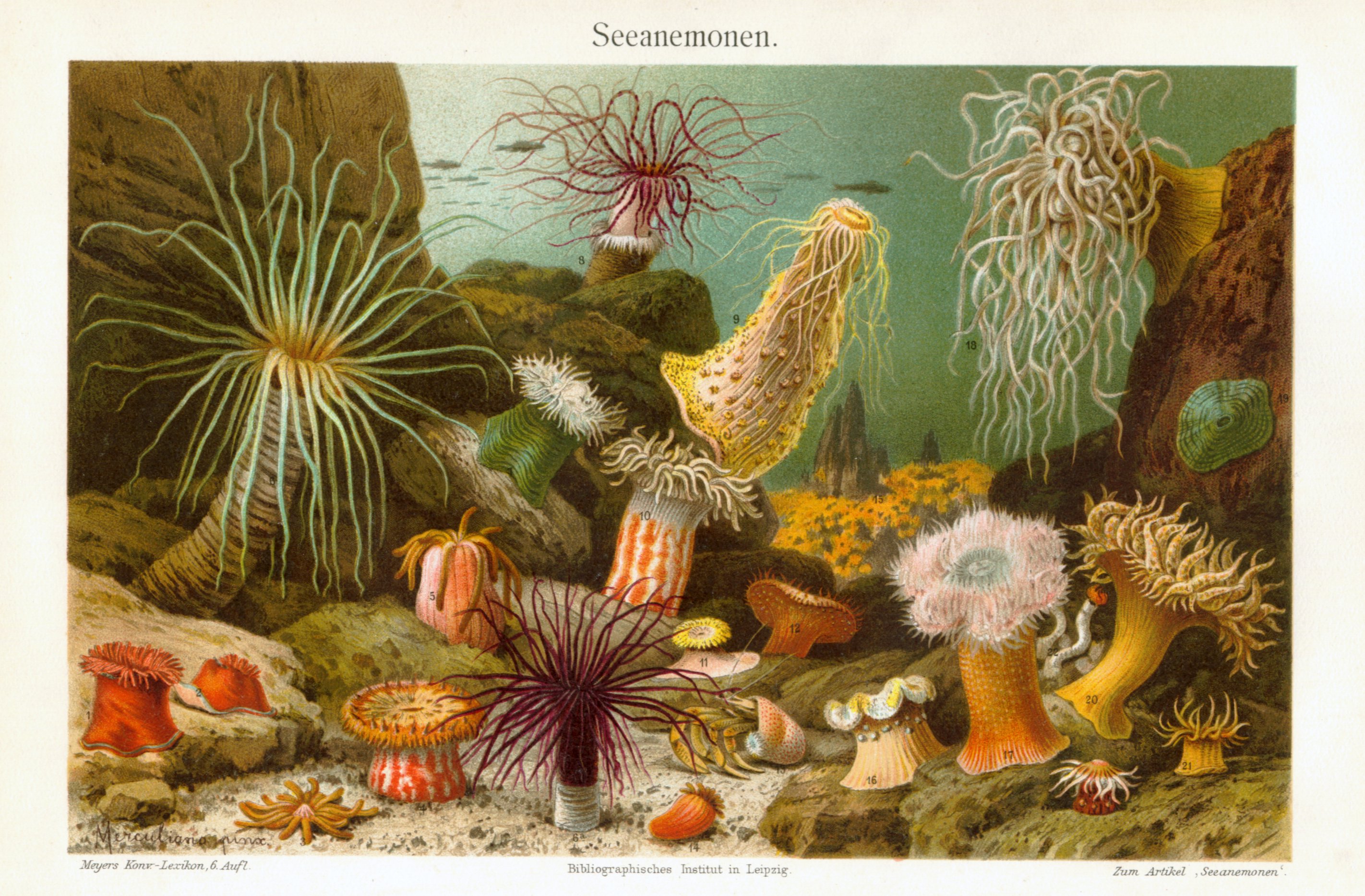 Seeanemonen