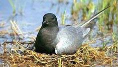 Blä Baker (di ameerikoonsk onerslach Chlidonias niger surinamensis) LC - least concern (ei trüüwet)