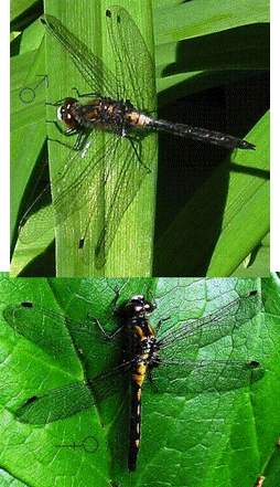 Leucorrhinia glacialis