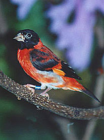 Огненный чиж (Carduelis cucullata)