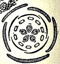 Floral diagram of Sedum acre