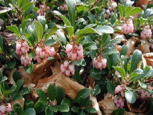 Blomstrende Hedemelbærris.