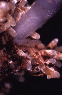 Club-shaped, crowded root-tips of a plant with its violet stem emerging in the middle