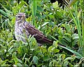 Water Pipit