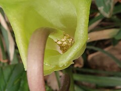 雄株の花序付属体の基部につく雄花。仏炎苞舷部を立たせて撮影。