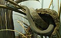 A black mamba at the St Louis zoo