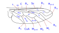 Wing venation type 2 Anthrax