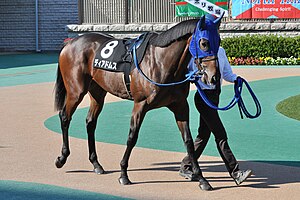 東京競馬場のパドックを周回する競走馬ディアドムス。2014年10月18日。