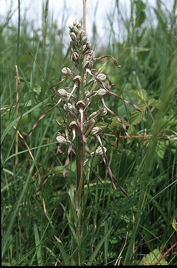 Himantoglossum hircinum