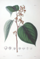 Imatge de Flora Japonica per Philipp Franz von Siebold i Joseph Gerhard Zuccarini