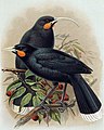 Huia aus Walter Buller: A History of the Birds of New Zealand, 1888