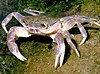 Freshwater crab