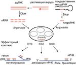 РНК-интерференция 4 июня 2010