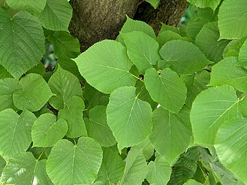 Foliage