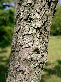 Bark