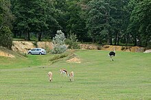 Le parc animalier de Thoiry.