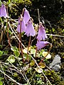 Zwerg-Soldanelle (Soldanella pusilla)