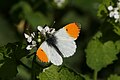 Aurorafalter ♂ (Anthocharis cardamines)