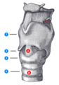 (1) Qalxanabənzər, (2) lat. Ligamentum cricothyroideum, (3) Üzüyəbənzər, (4) Nəvəs borusu, (A) Koniotomiya yeri, (B) Traxeotomiya yeri