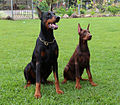 Dobermannpinscher