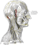 Nerves of the human head, from Gray's Anatomy, 1858