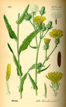 Paprastasis kartylis (Picris hieracioides)